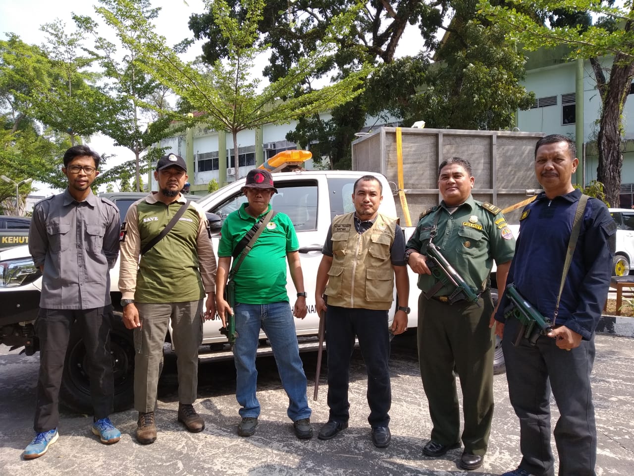 Tim BBKSDA Riau berupaya menangkap harimau yang berkeliaran di lapangan minyak GS 5 PT Chevron Pasific Indonesia (CPI) di Minas.