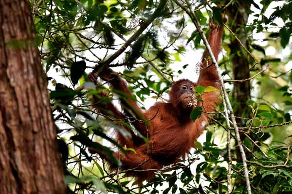 Orangutan Sumatra bernama Reipok Rere 