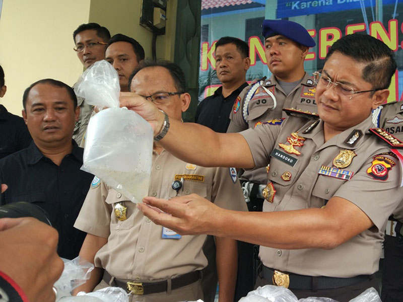 Dirpolairud Polda Jabar, Kombes Pol Widi Handoko memperlihatkan kantong plastik yang berisi baby lobster.