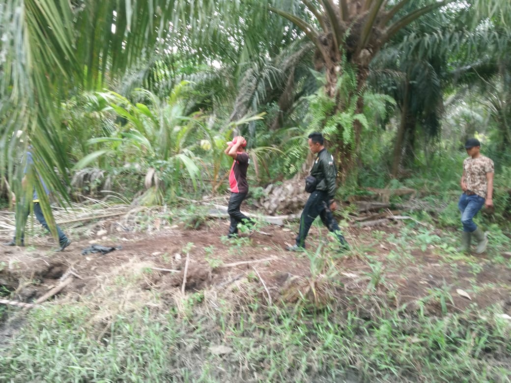 Tim Balai Besar Konservasi Sumber Daya Alam (BBKSDA) Riau memastikani seorang warga tewas diterkam Harimau Sumatra (Panthera Tigris Sumatrae