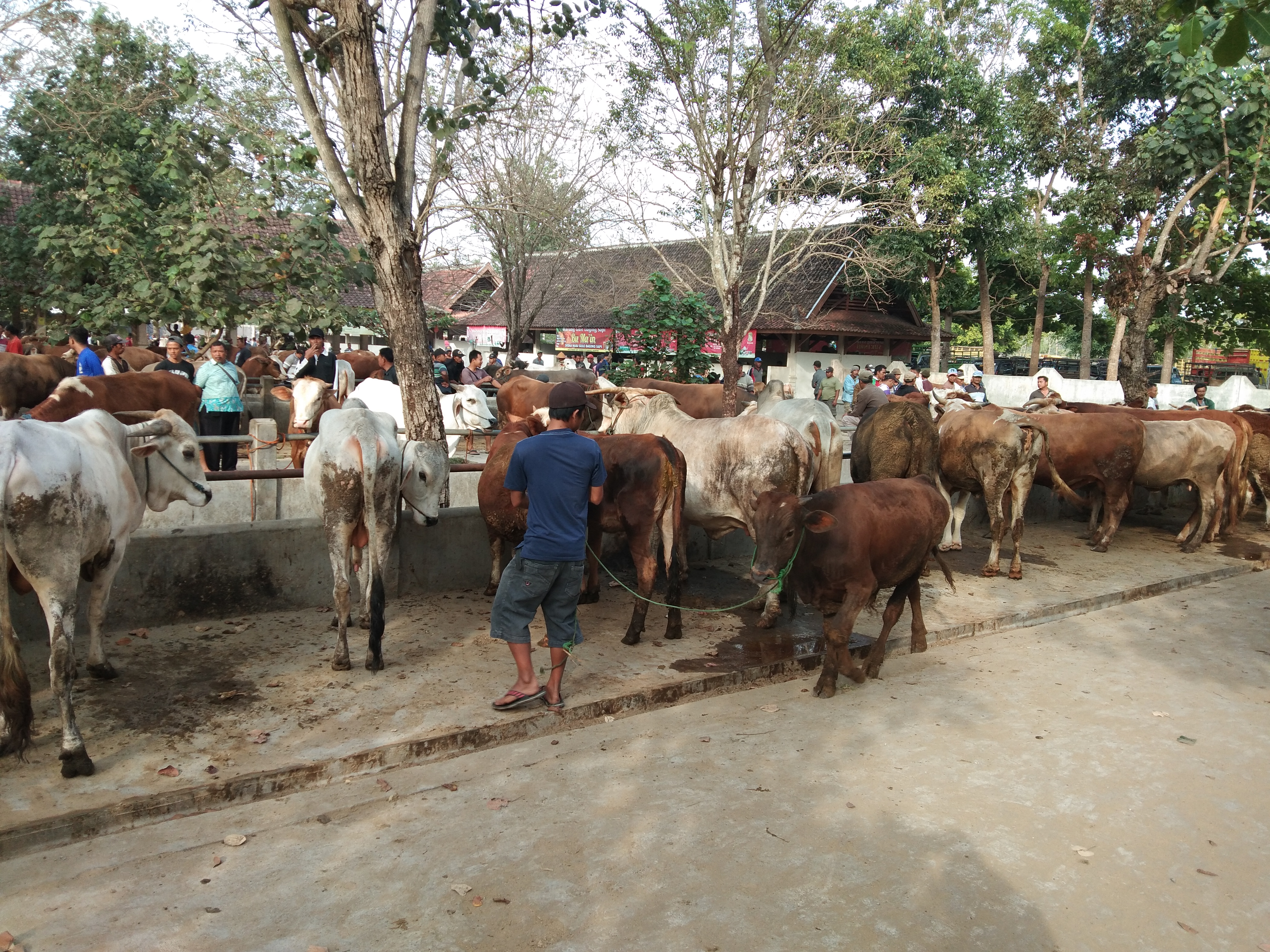 ilustrasi -- Hewan-hewan kurban sapi, kambing, dan domba di Pasar Hewan Ambarketawang, Sleman, Yogyakarta