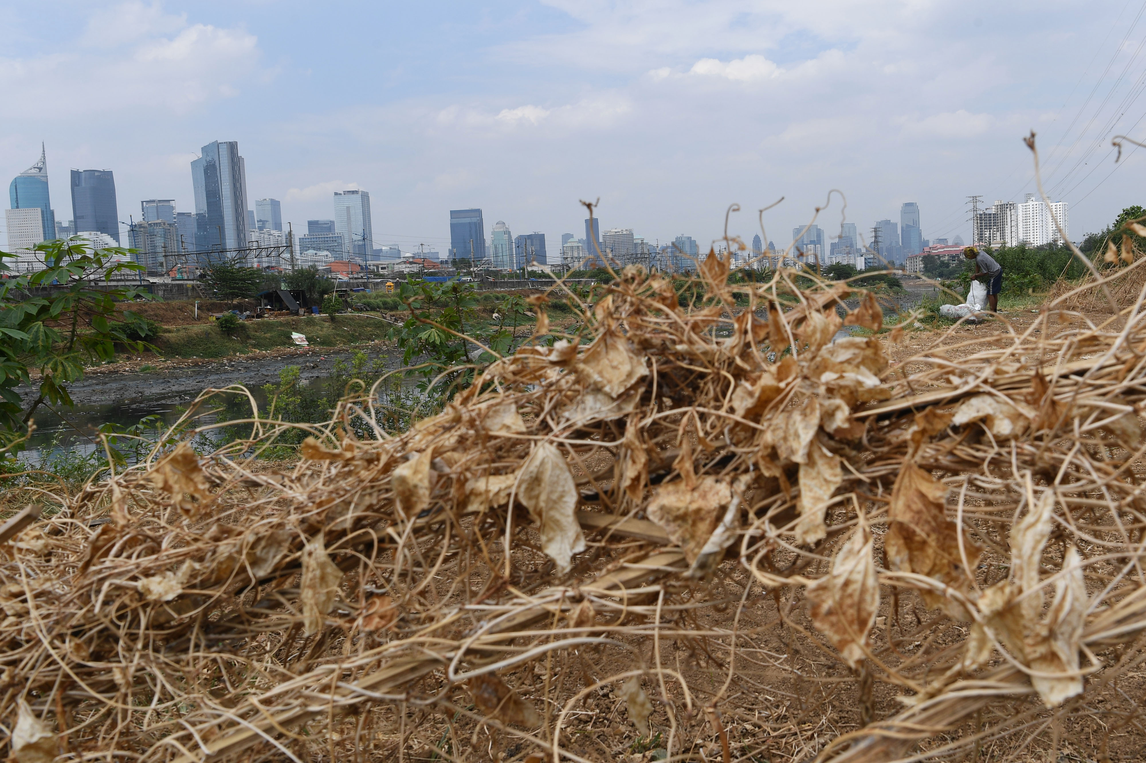 Tanaman kacang panjang yang mengering saat musim kemarau di kawasan Petamburan, Jakarta.