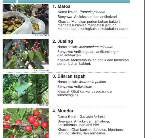 Tanaman Obat Di Pegunungan Meratus