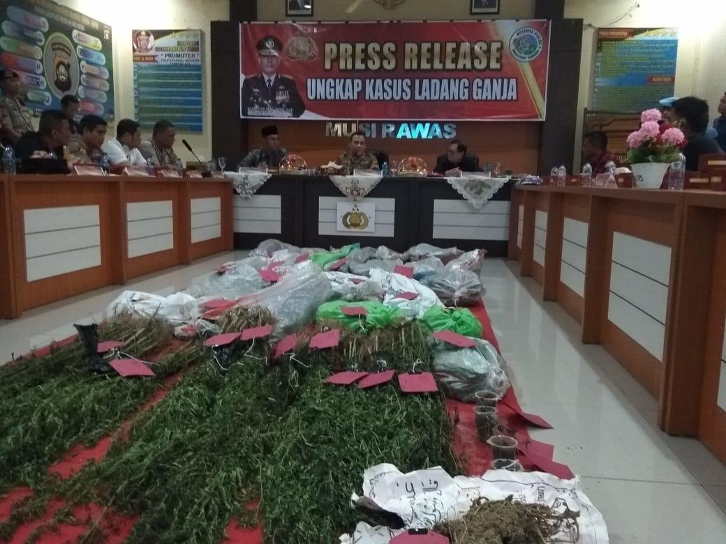 Kapolda Sumsel Irjen Pol Firli merilis ungkap kasus penemuan ladang ganja di Kabupaten Musi Rawas Utara, Minggu (4/8).