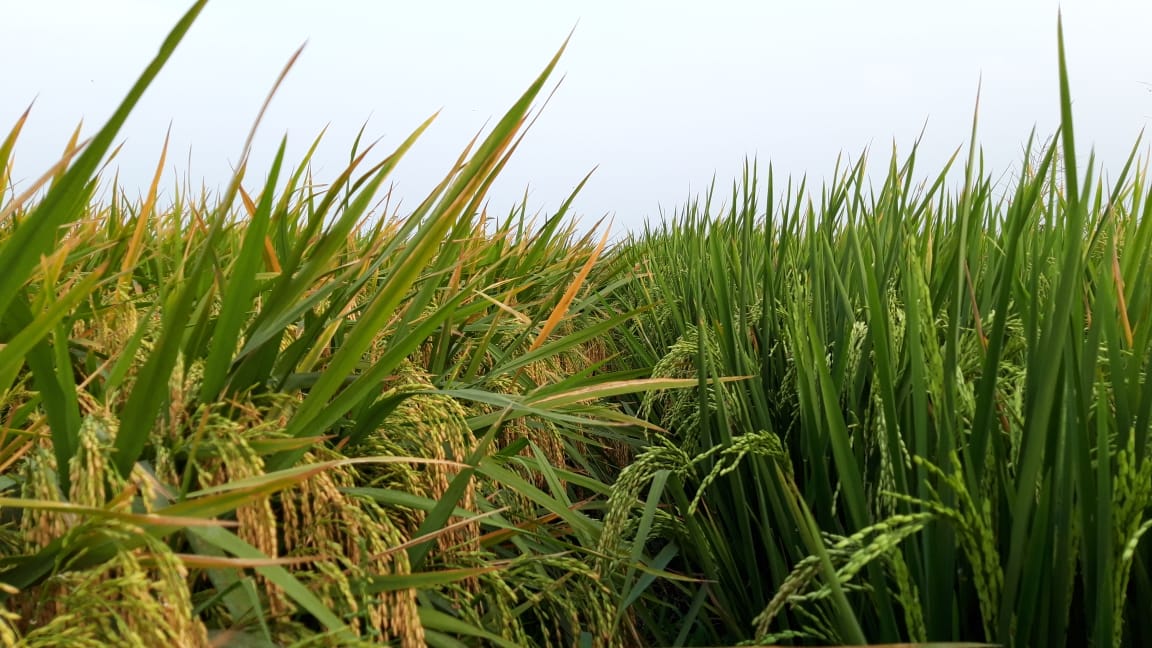 Perbandingan IF16 (kiri) dan inpari 32 (kanan) yang punya usia tanam yang sama.