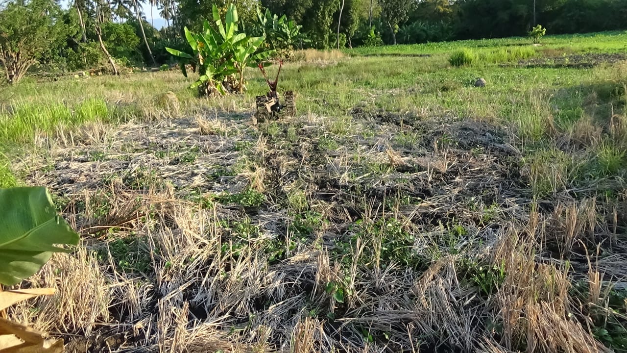 Kemarau Berkepanjangan, Petani Jagung dan SayuranHarap-Harap Cemas.