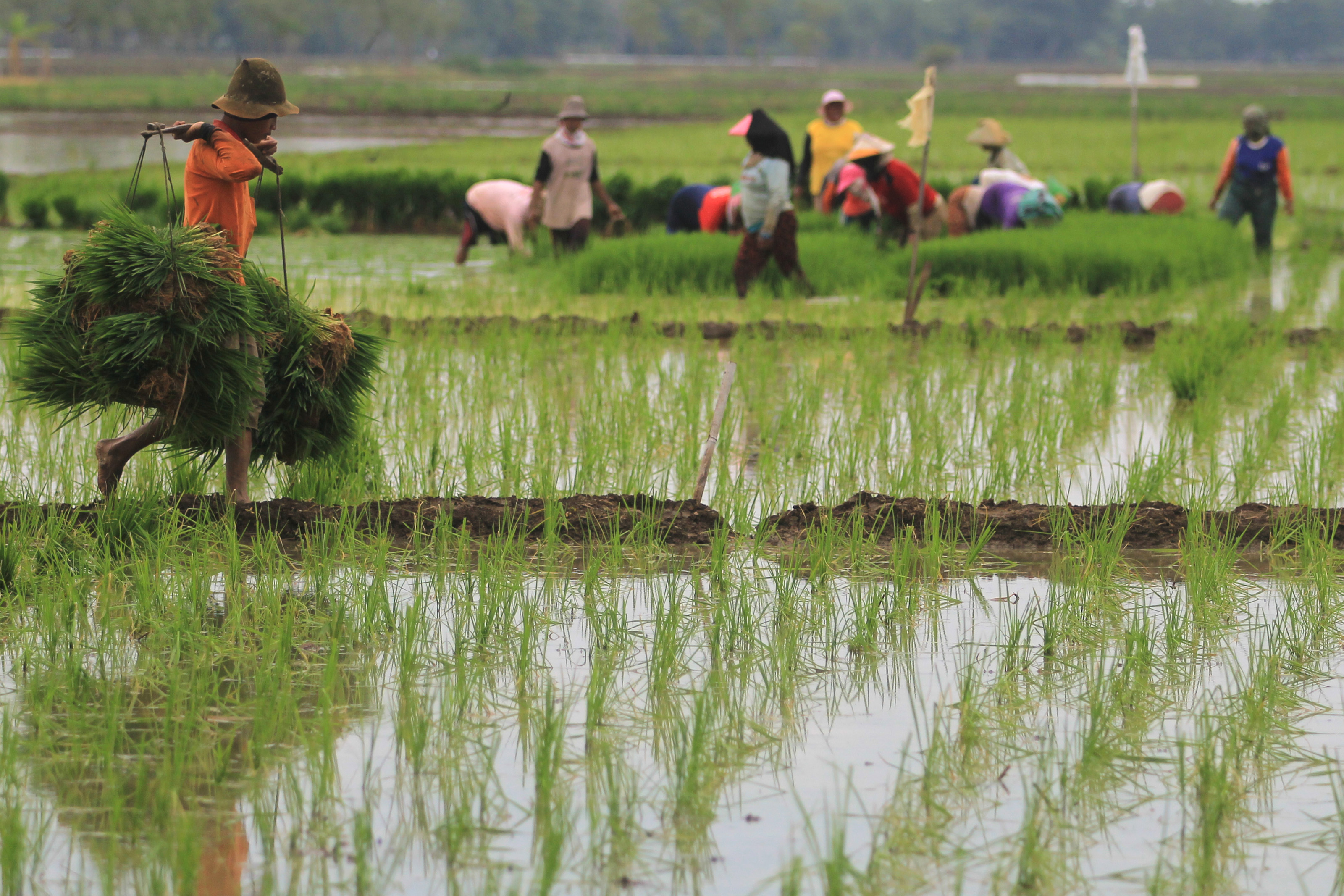 ASURANSI PETANI TERDAMPAK BENCANA