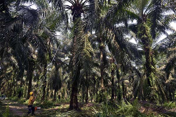 Sejumlah pekerja memanen tandan buah segar kelapa sawit di Kabupaten Siak, Riau, Kamis (27/6/2019).