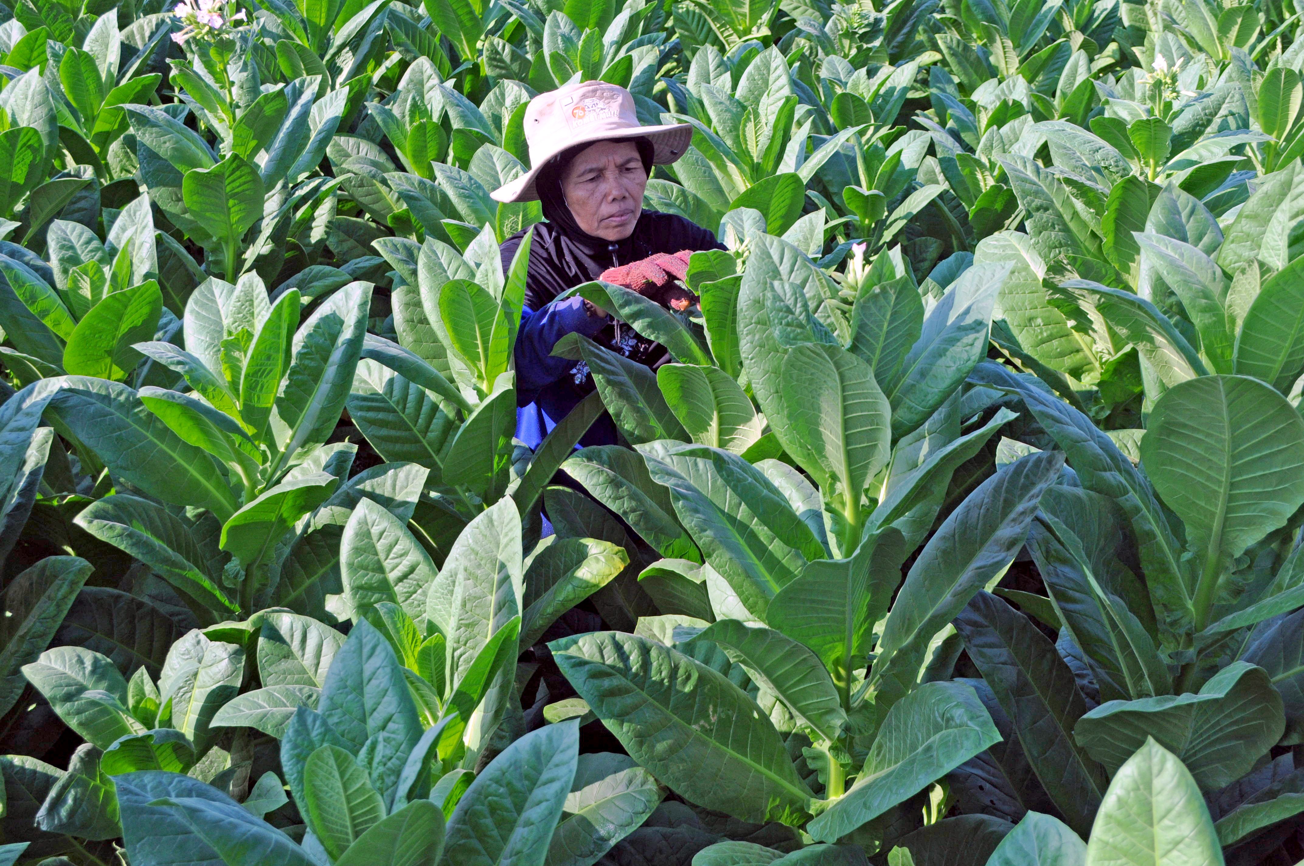 Petani memeriksa tanaman tembakau siap panen 