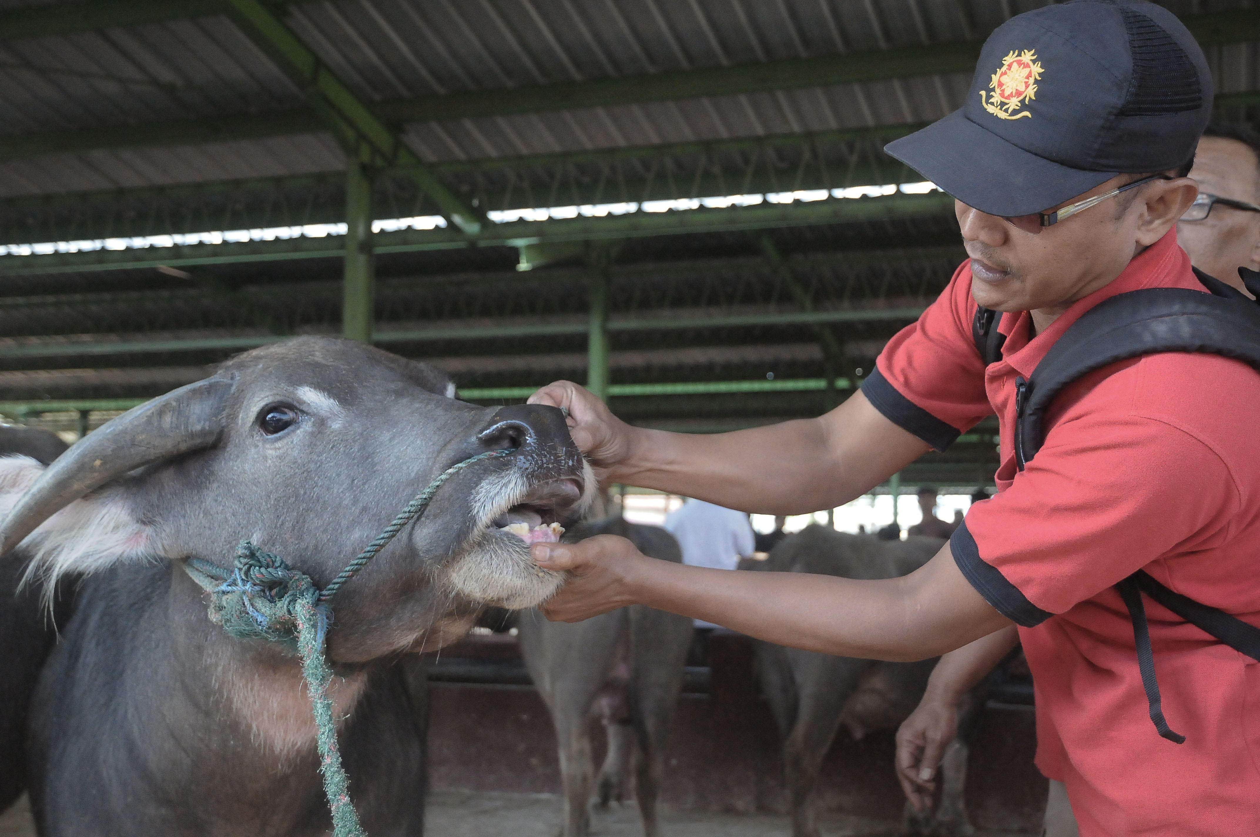 Ilustrasi--pemeriksaan hewan kurban