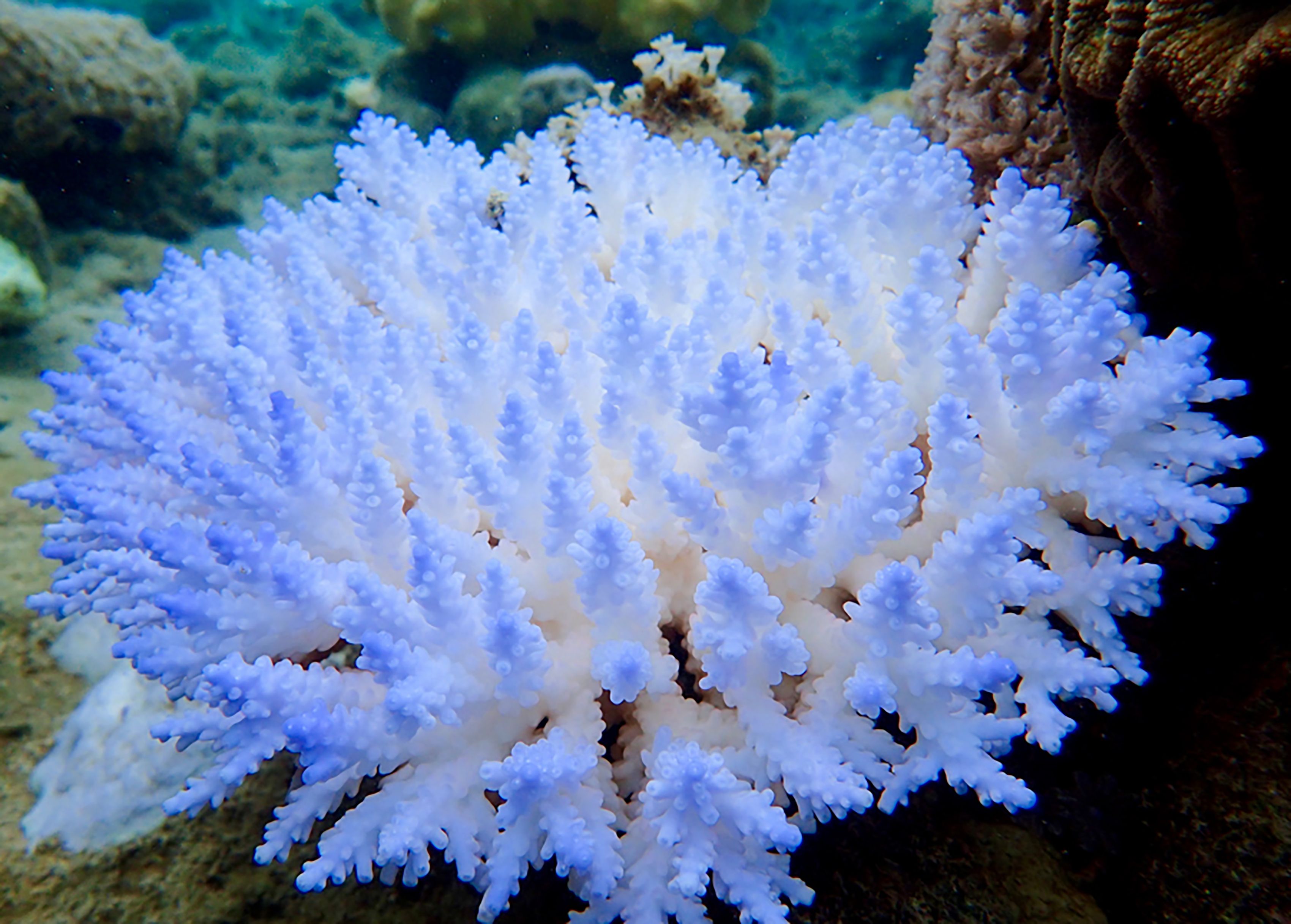 Yuk, Belum Terlambat Selamatkan Terumbu Karang!