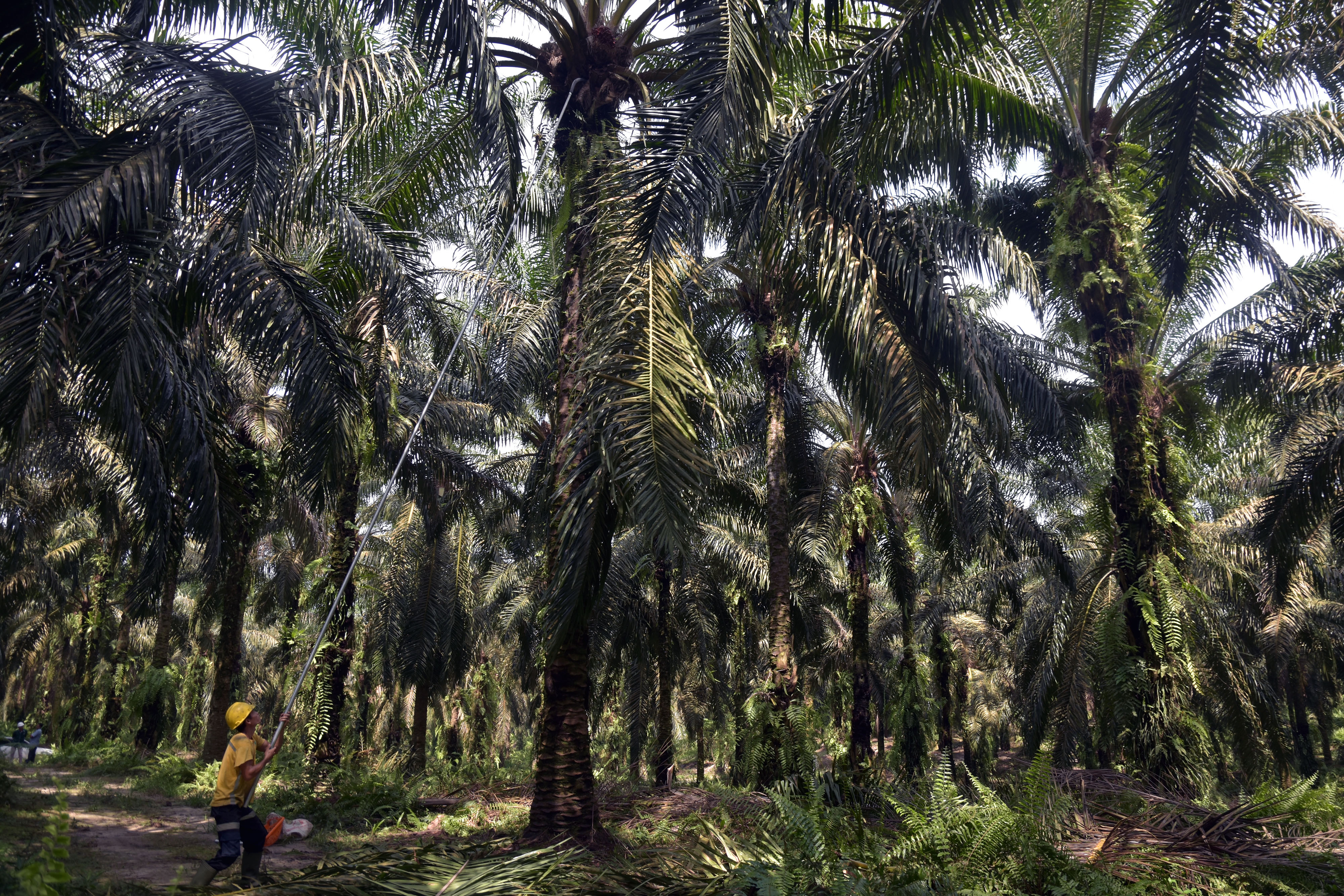 Pemerintah Berkomitmen Selesaikan Persoalan Industri Sawit
