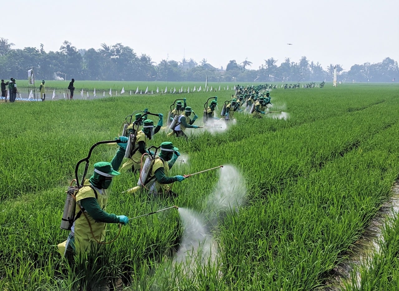 Penyuluhan dan pendampingan para petani dalam mengatasi penyakit jamur pada padi di Karawang, Jawa Barat.
