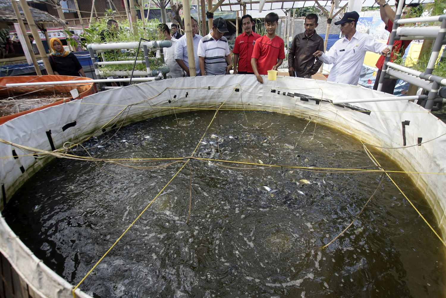 Pengunjung melihat petugas memberi makan lele di kolam yang menggunakan metode bioflock di Bioflock 165, Rangkapan Jaya, Depok