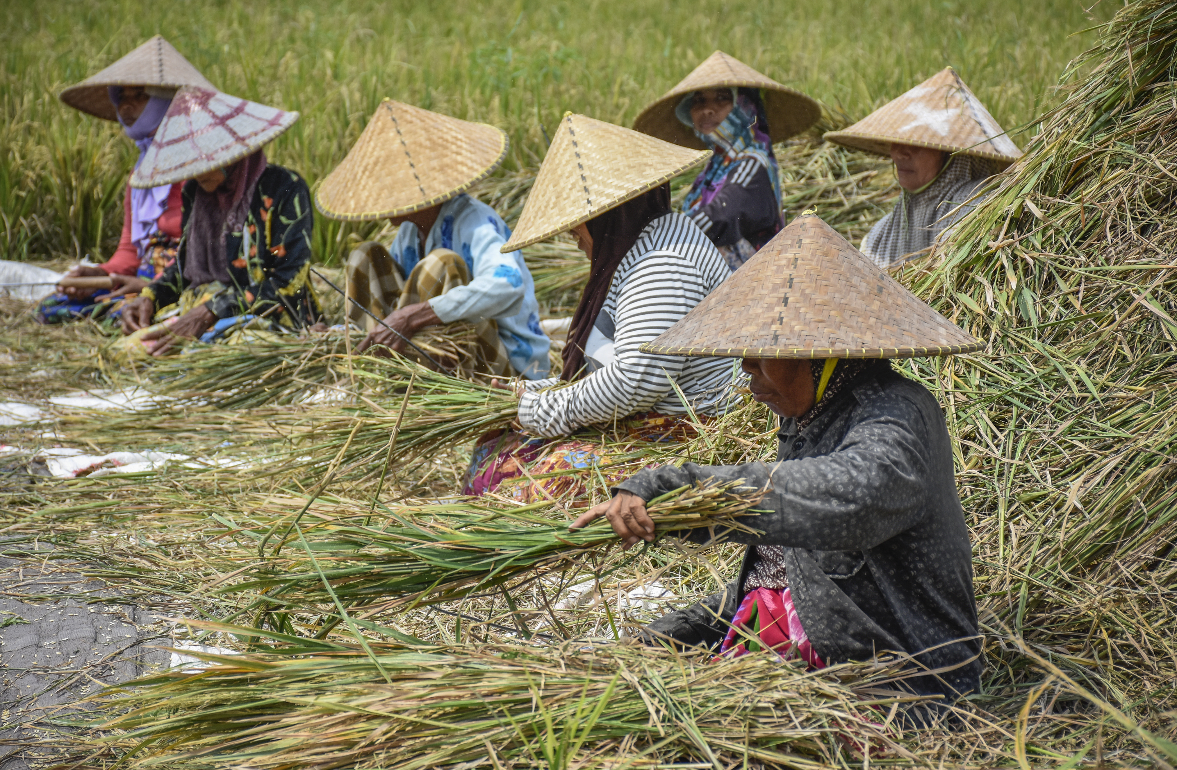 Sejumlah perempuan tengah mengumpulkan padi sisa panen di Desa Suka Makmur, Kecamatan Gerung, Lombok, NTB.