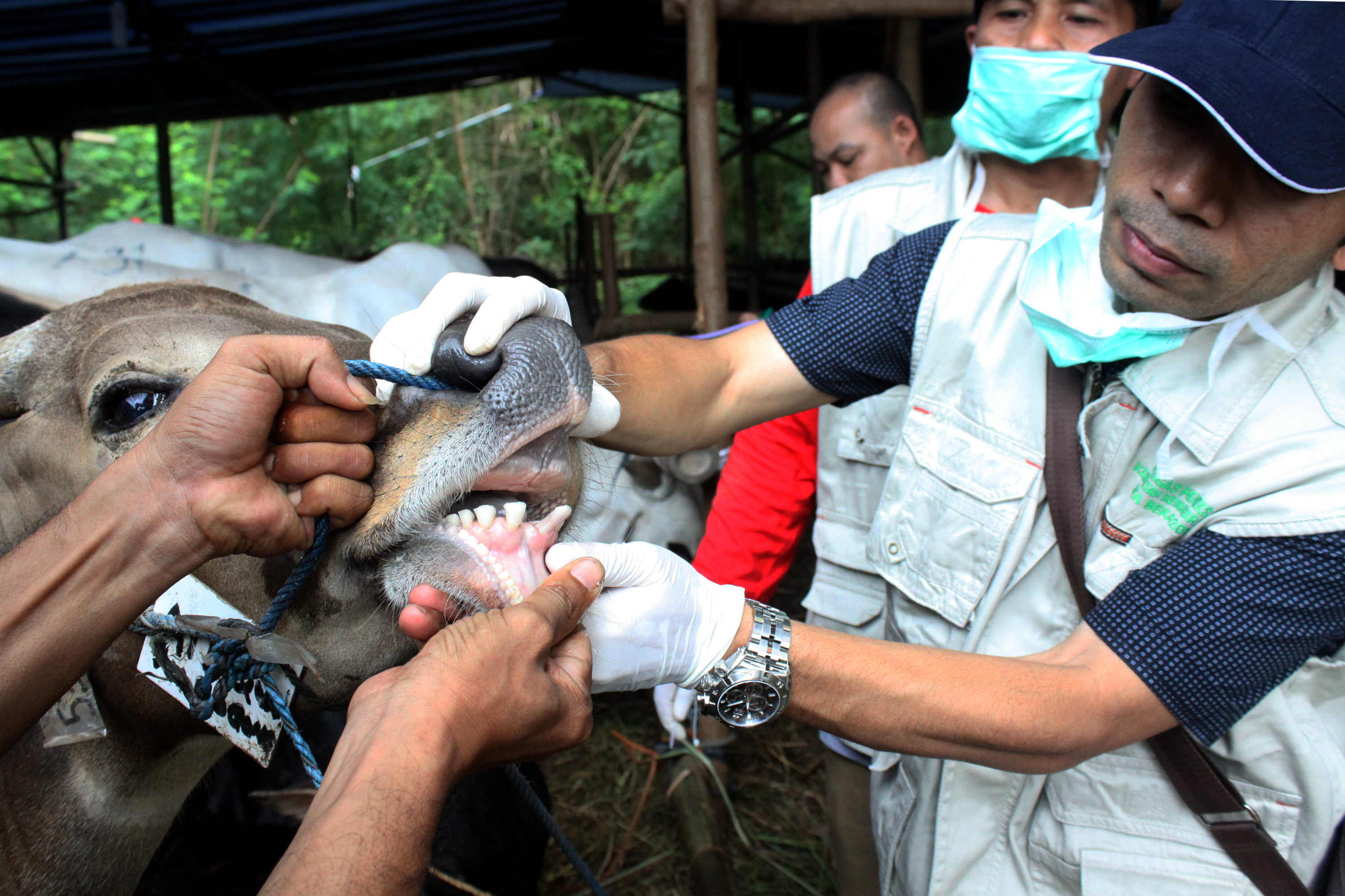 PEMERIKSAAN KELAYAKAN HEWAN KURBAN
