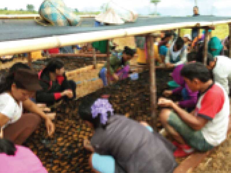 Kegiatan pembibitan melibatkan perempuan dan menggunakan polybag dari bambu untuk mengurangi sampah plastik