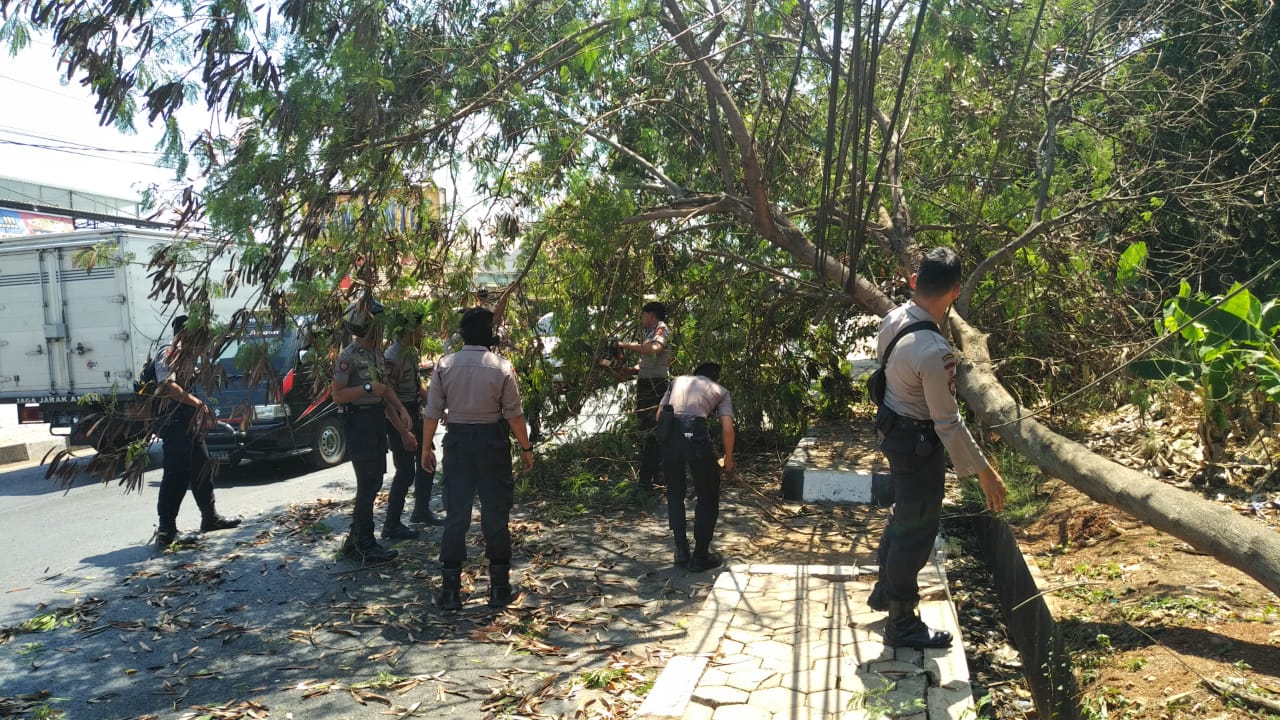 Dinas Tata Ruang Antisipasi banyaknya Pohon Tumbang