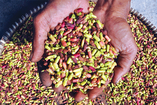 menunjukkan cengkih yang sedang dijemurnya, di Waymengaku, Balikbukit, Lampung Barat