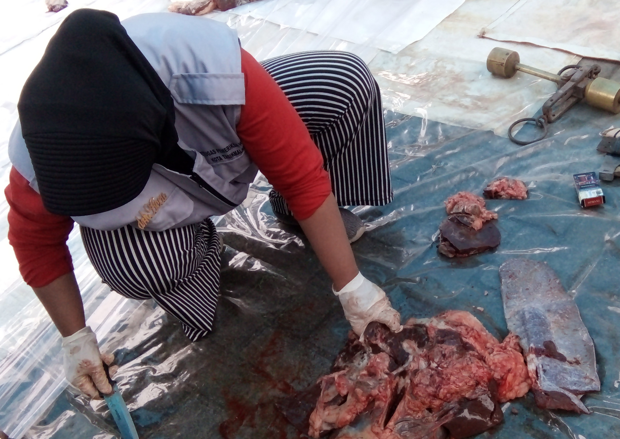 Petugas Dinas Pertanian dan Perikanan Kota Tasikmalaya memeriksa daging hewan kurban yang telah disembelih