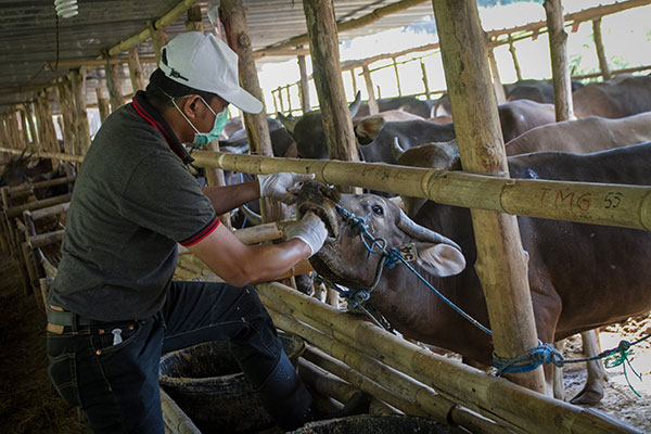 Puluhan Hewan Kurban Ditemukan tak Layak Potong