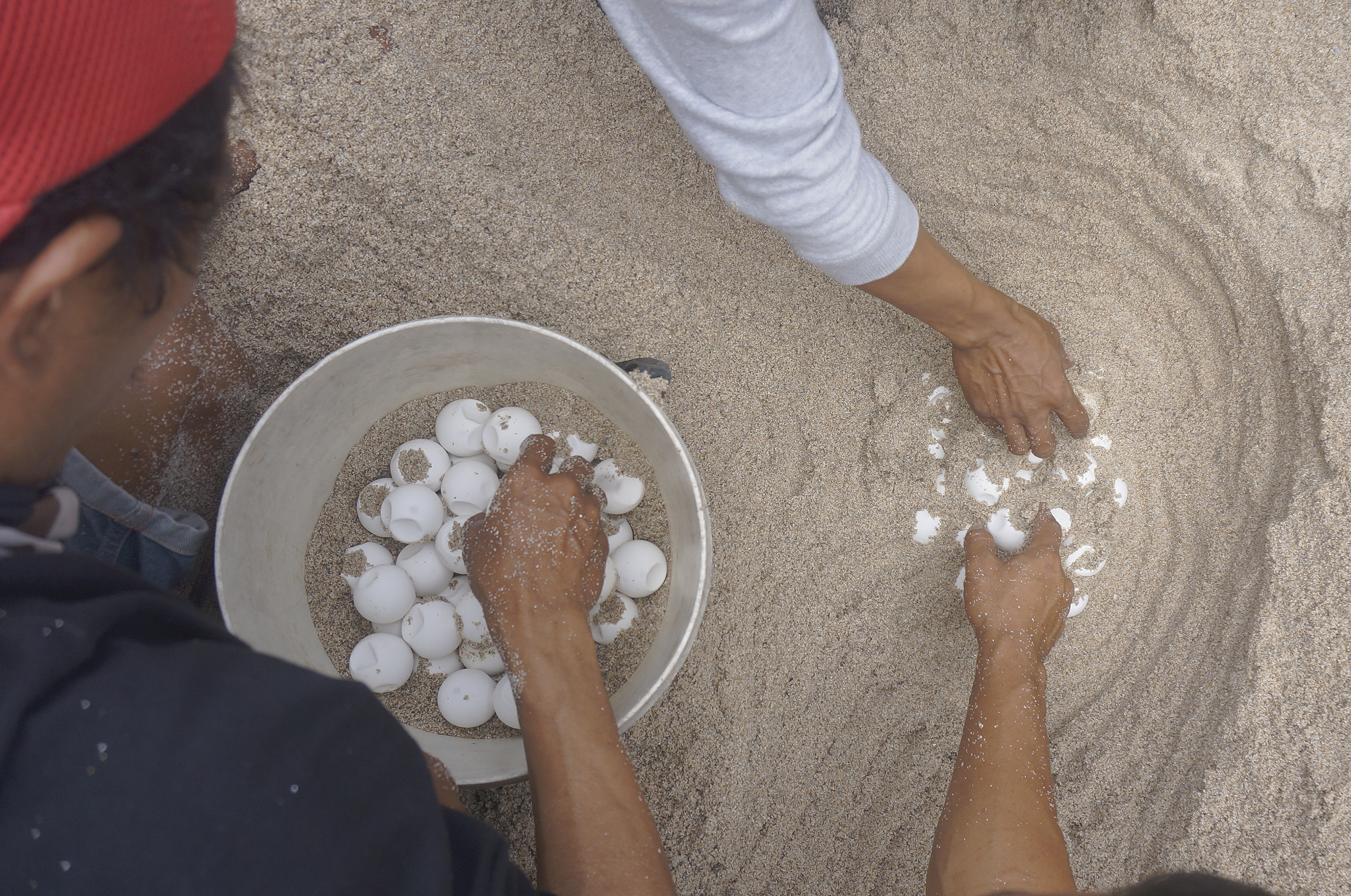 Warga bersama pecinta lingkungan mengumpulkan telur penyu di pesisir Pantai Jung Pakis, Tulungagung, Jawa Timur.