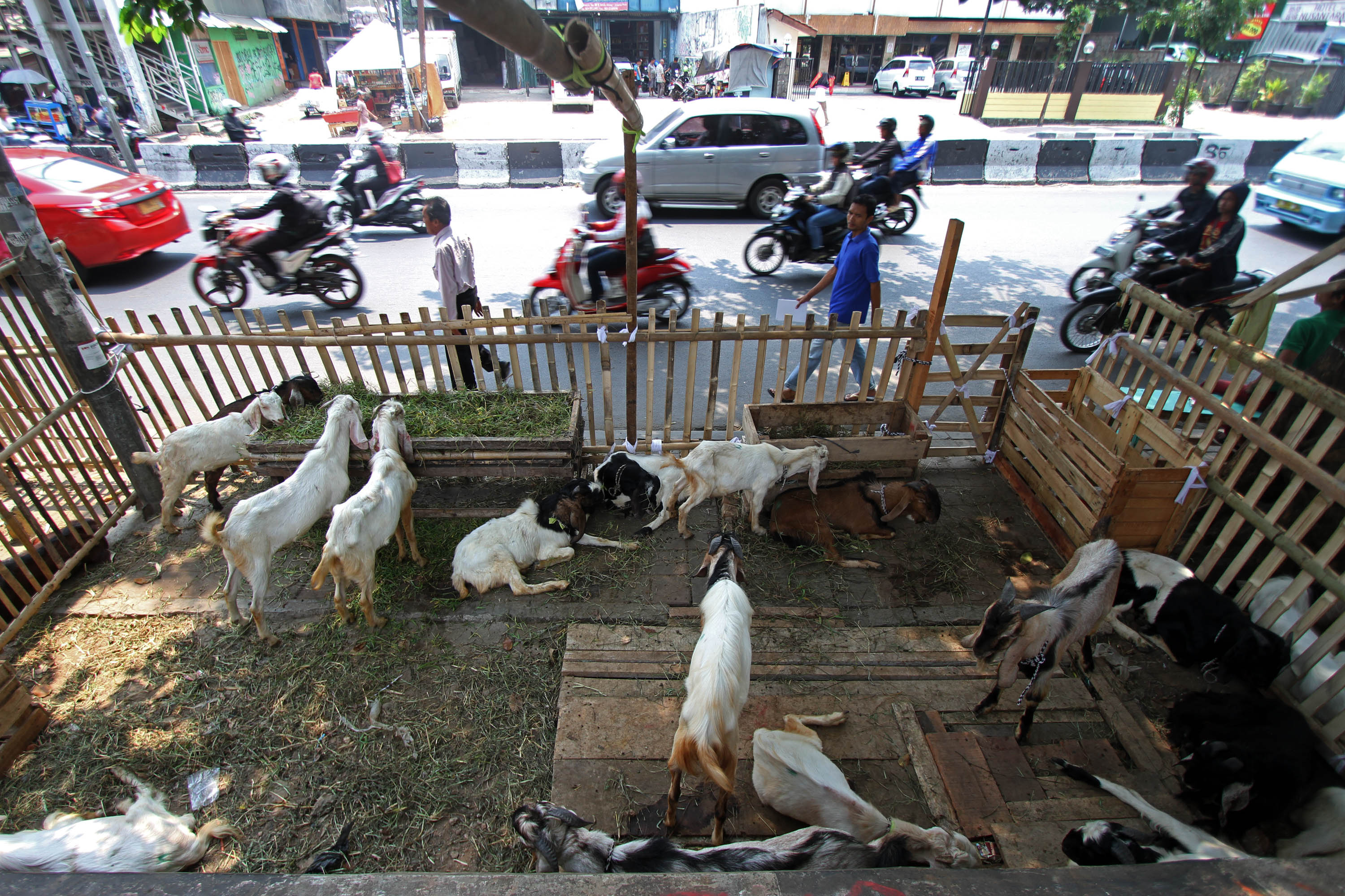 AKAN TETAP BERJUALAN DI TROTOAR: Sejumlah hewan kurban jenis kambing dijual di trotoar Jalan KH Mas Mansyur, Tanah Abang, Jakarta Pusat