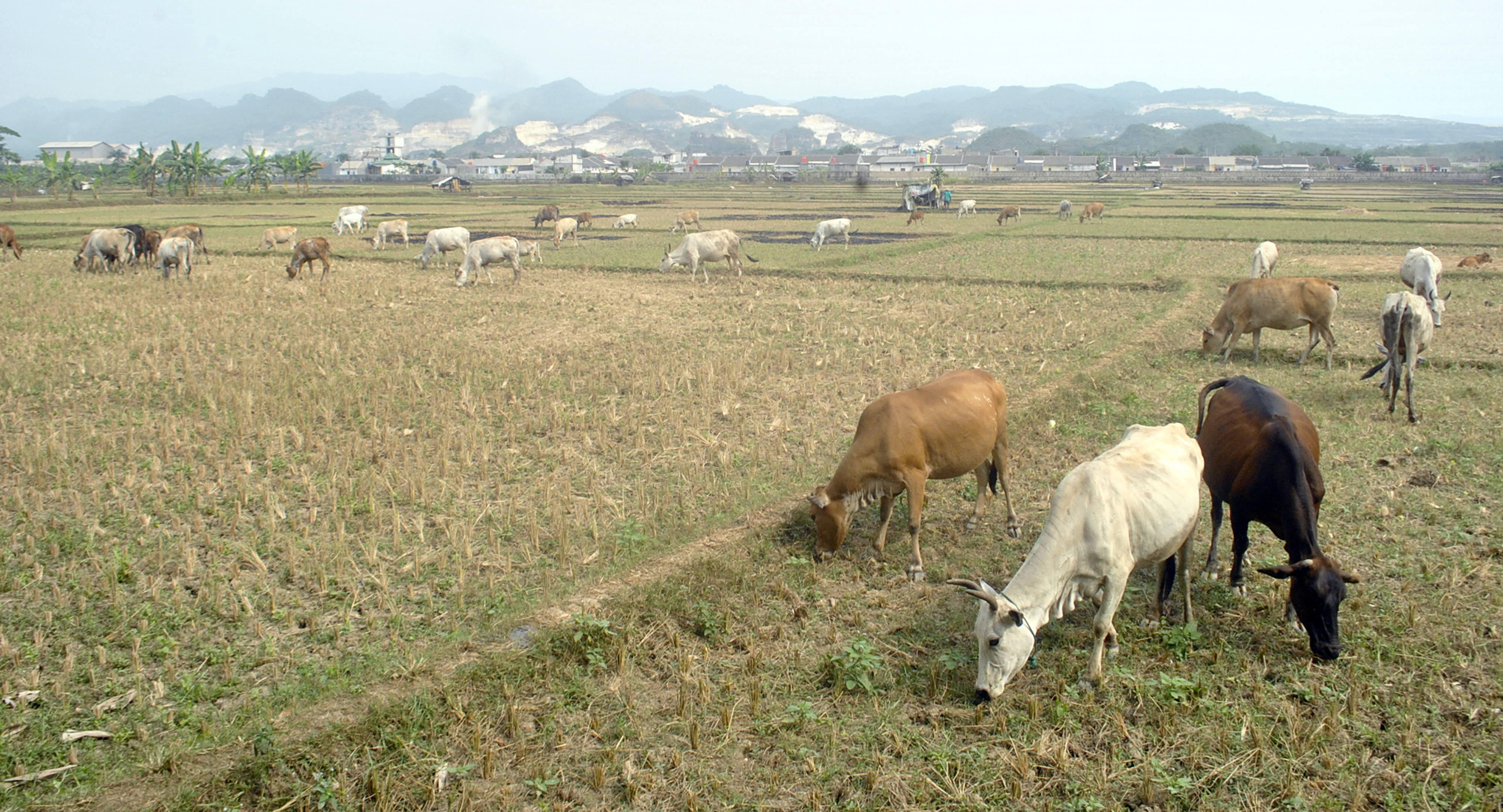 Sejumlah sapi ternak mencari makan di sawah yang kering 