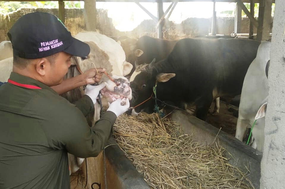 DKP3 Kota Sukabumi mulai Periksa Kesehatan Hewan Kurban