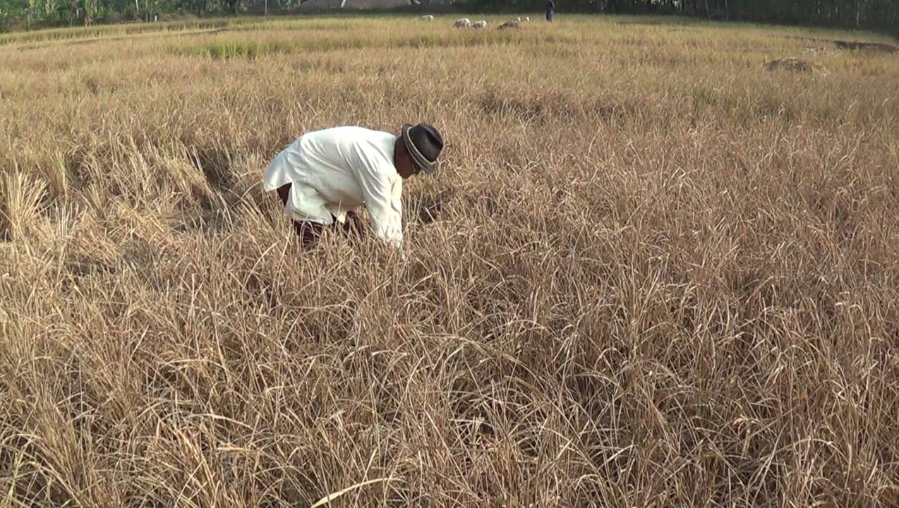  Tanaman Padi Gagal Panen di Cianjur 