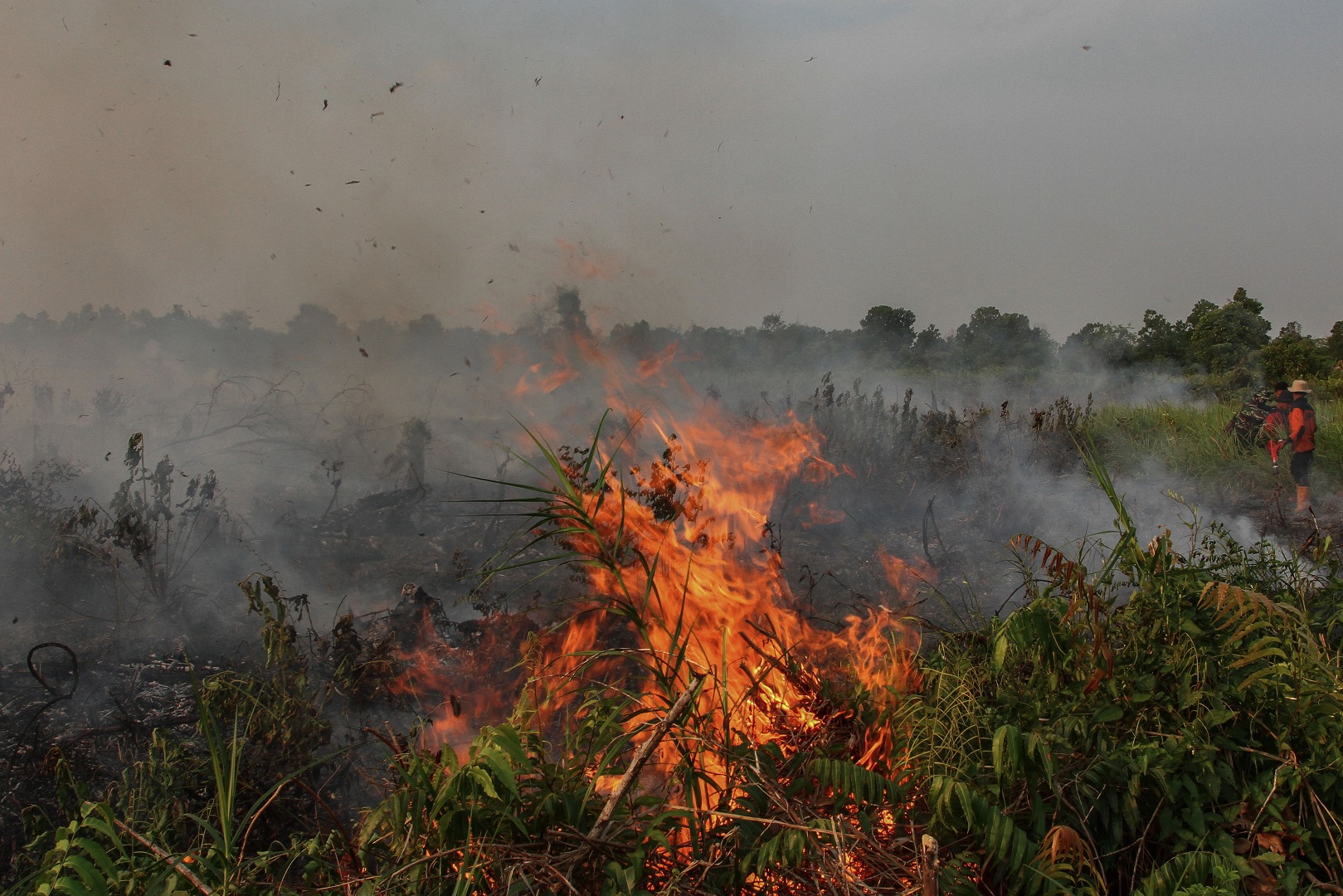 Lahan Gambut di Kalsel Mulai Terbakar