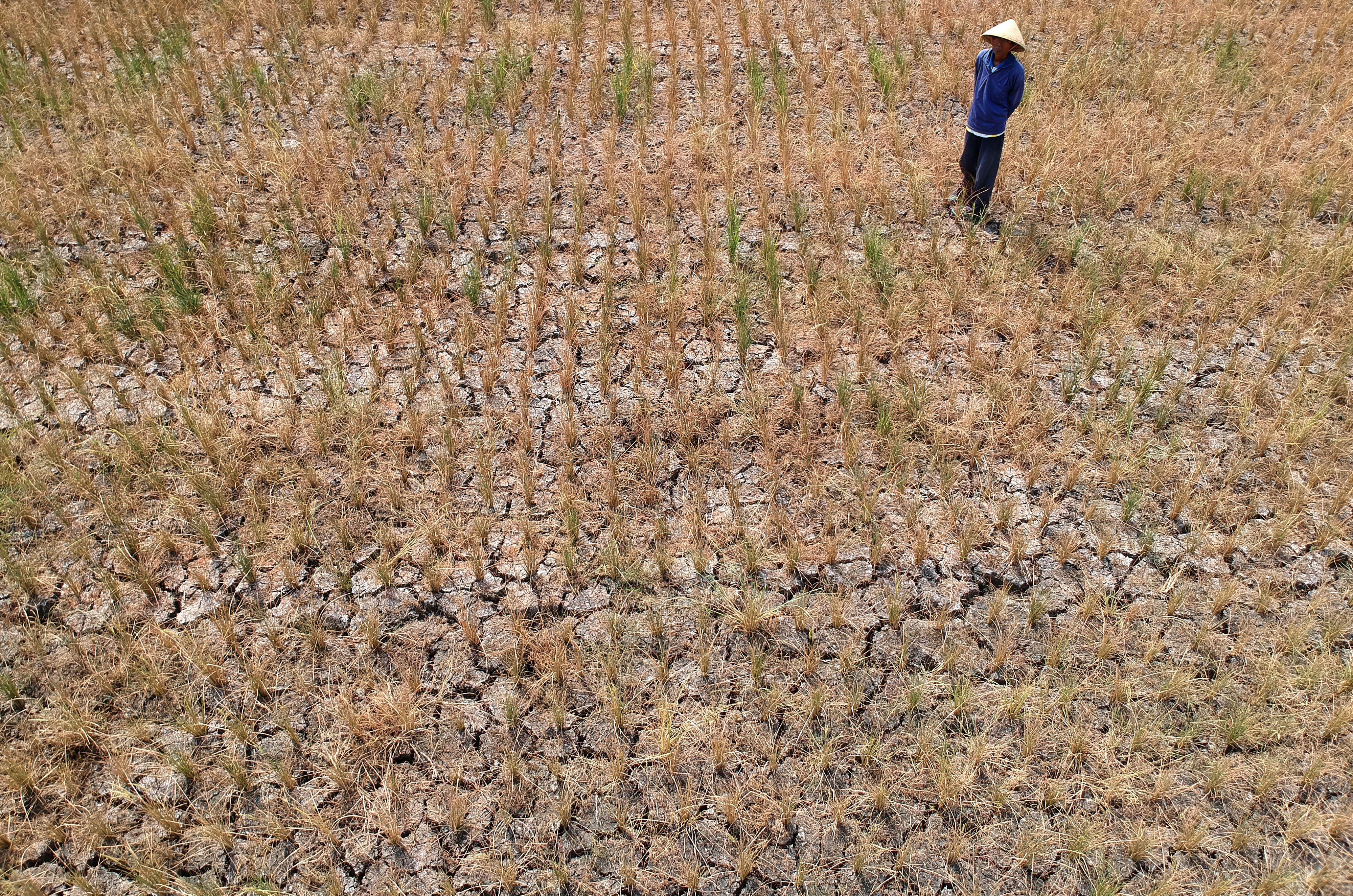 Seorang petani berdiri di tengah sawahnya yang kekeringan di Jawa Tengah, Senin (24/6/2019). 