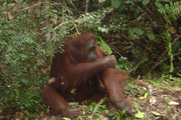 Pelepasan orangutan di hutan Kalimantan Tengah