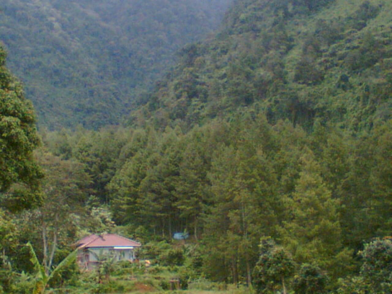 Hutan tropis Indonesia menjadi salah satu paru paru dunia selain hutan di Brasil dan Zaire.