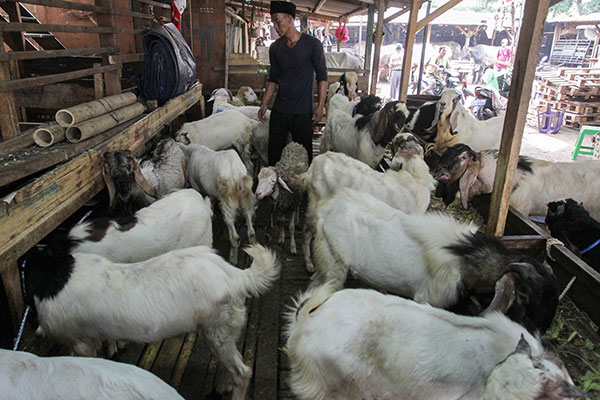 Penjual kambing di Tanah Abang