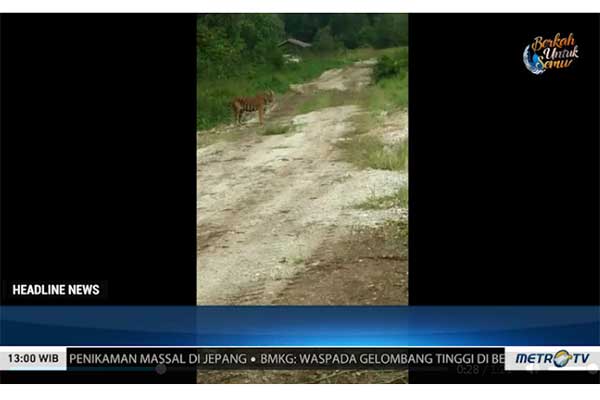 Ilustrasi -- Harimau Terjebak di Ladang Minyak