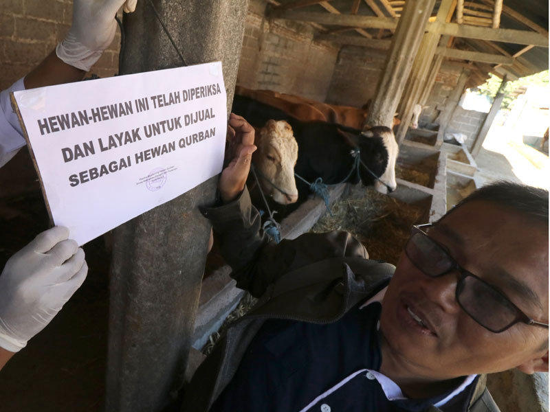 Petugas Dinas Ketahanan Pangan dan Pertanian memasang kertas berisi pemberitahuan hasil pemeriksaan kelayakan hewan kurban.