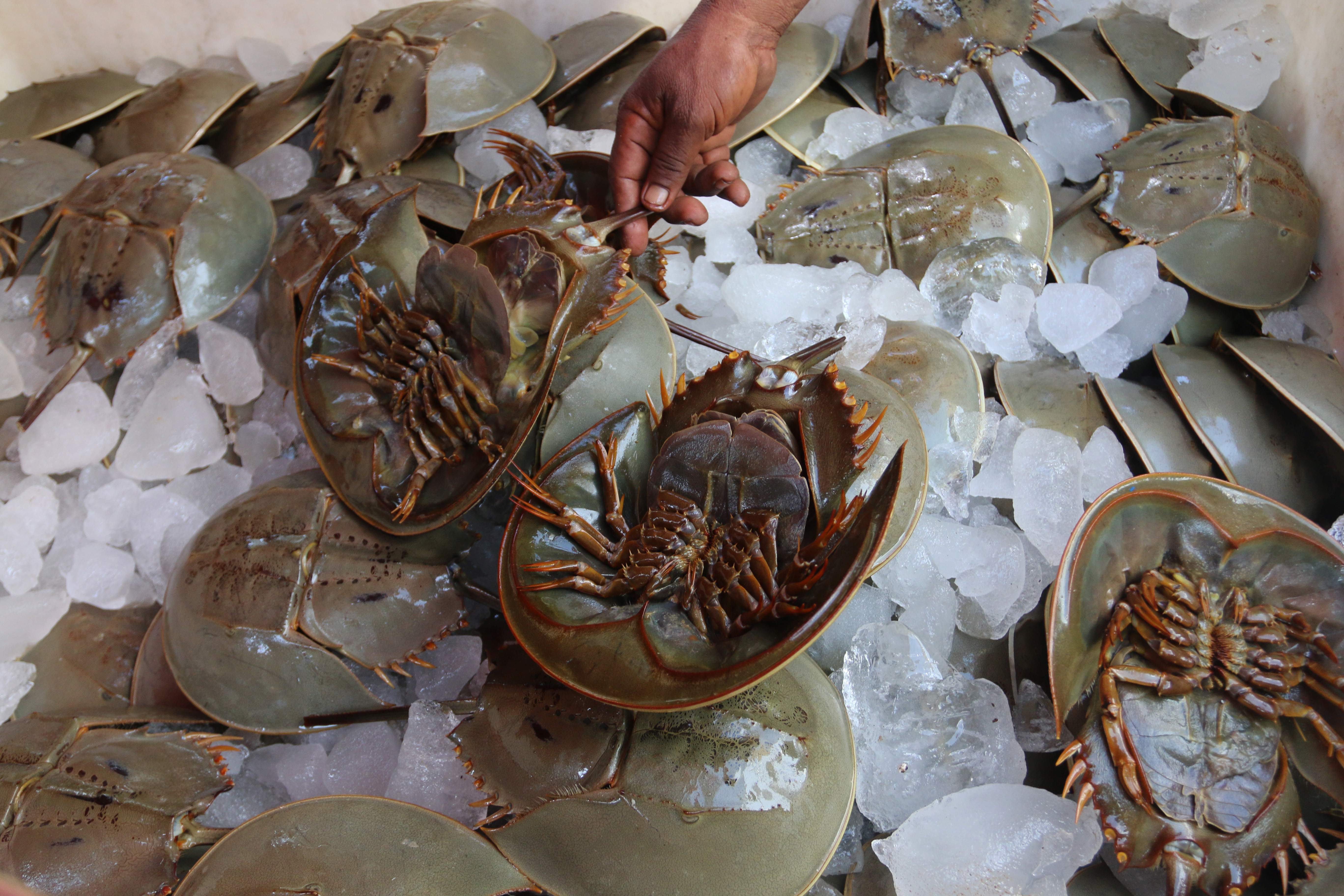 Belangkas (Tachypleus gigas) yang diselundupkan menuju Kota Medan, Sumatra Utara. 
