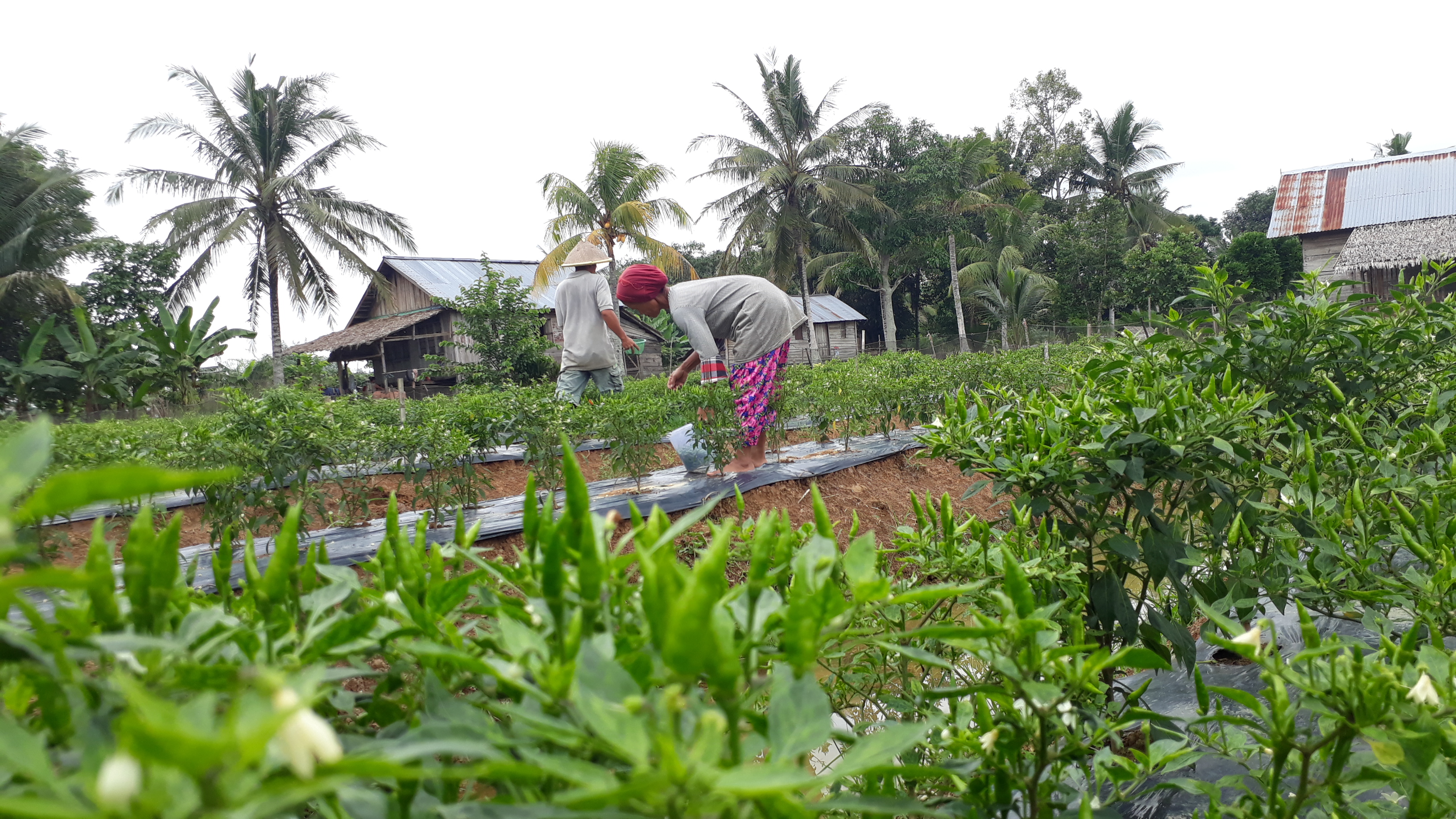 Bertani di lahan gambut tanpa harus membakar ternyata bisa dilakukan oleh para petani. Hasilnya juga tetap melimpah. 