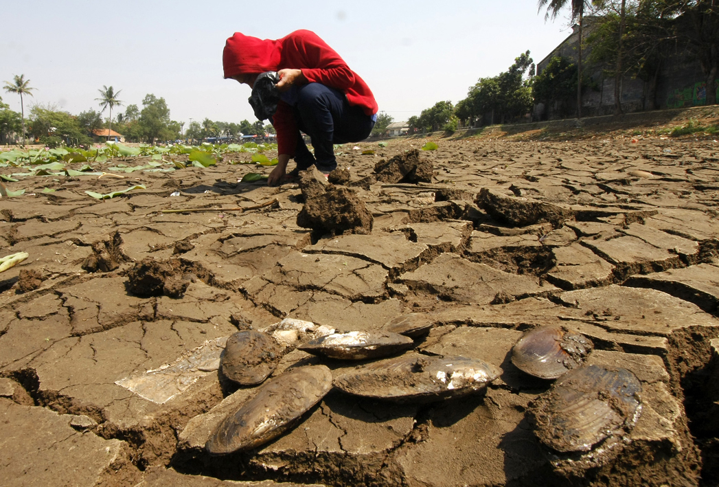 sudah tiga bulan volume air di Setu Cilodong Depok, Jawa Barat, mengalami kekeringan akibat kemarau panjang