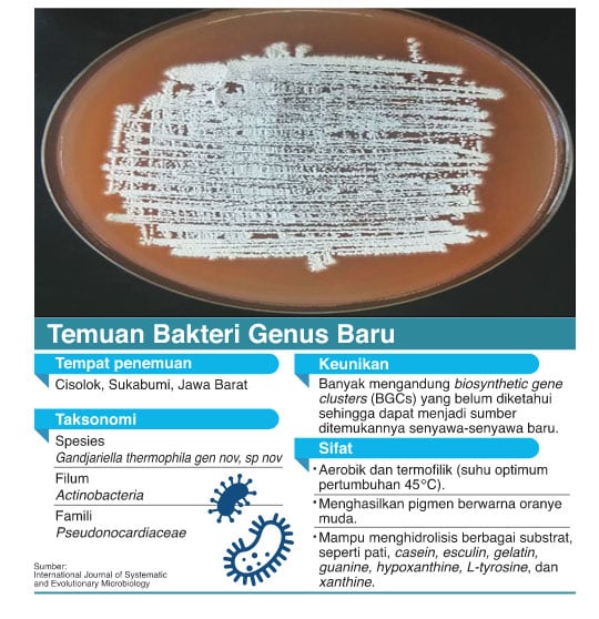 BAKTERI NAMANYA cukup unik. Gandjariella thermophila gen. nov., sp. nov