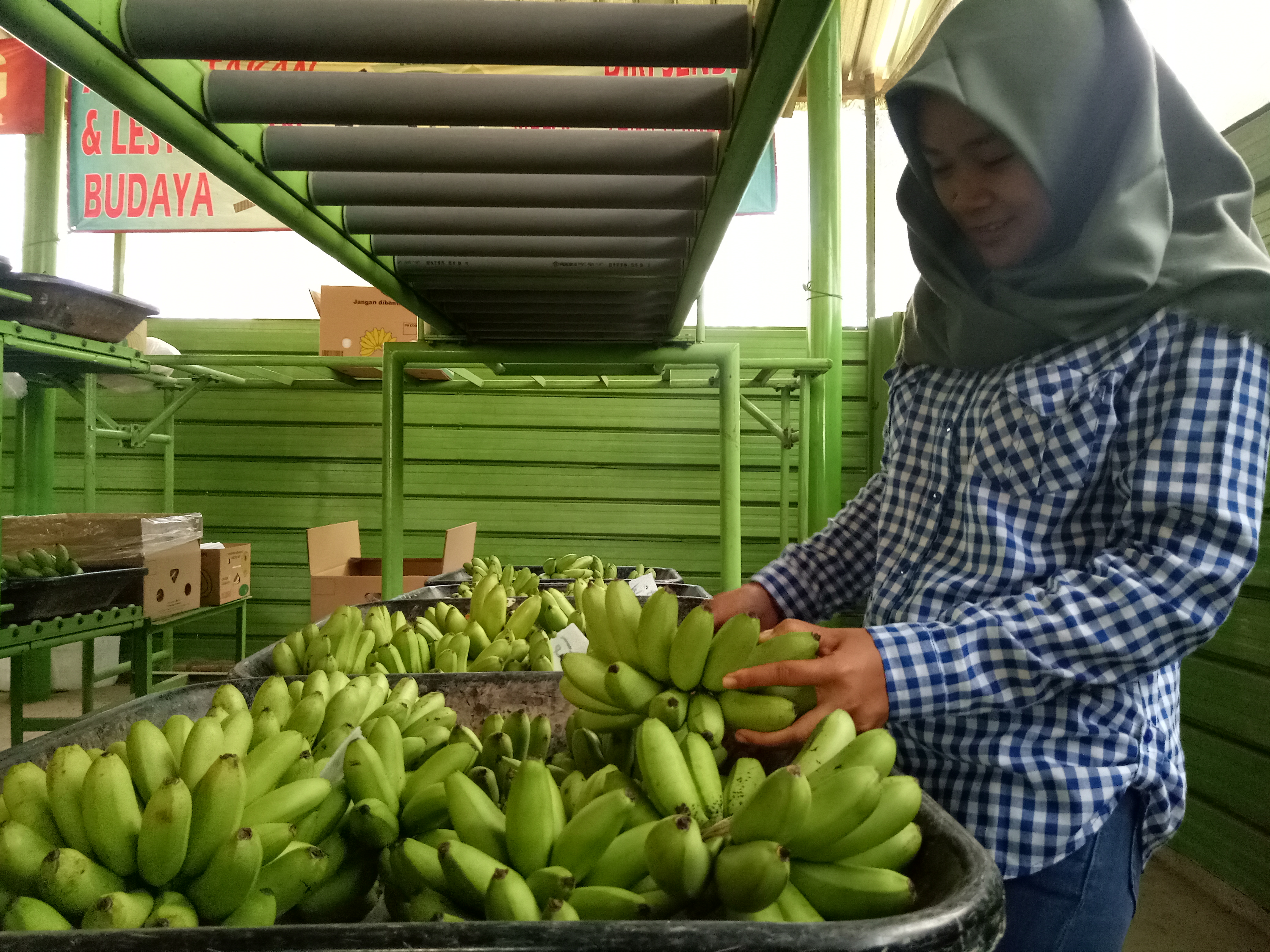 Pisang mas dari Kabupaten Tanggamus sudah diekspor ke luar negeri. 