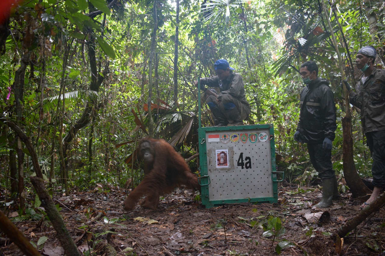 Pelepasliaran orang utan di Kalimantan Tengah