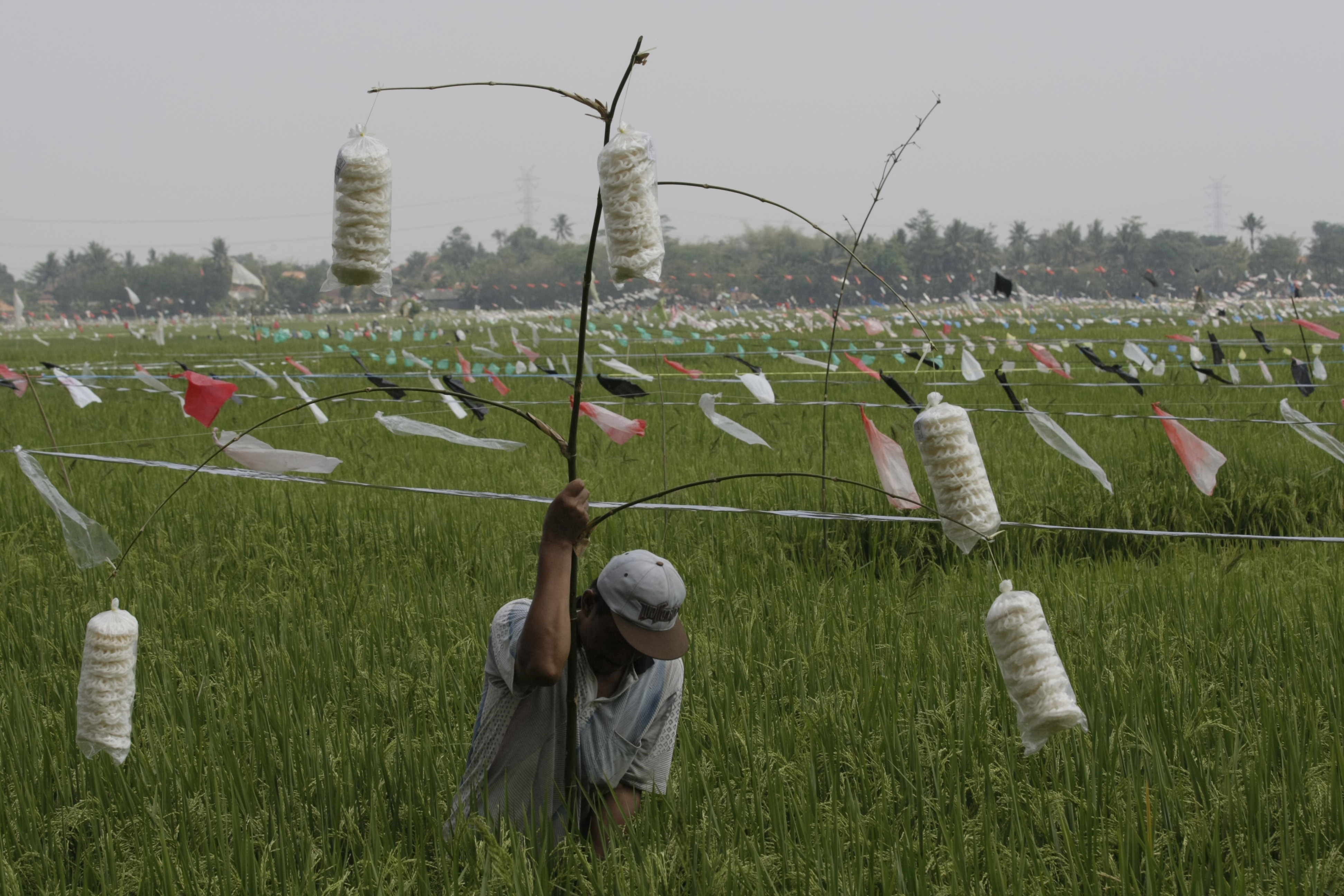 Petani memasang unbul-umbul pengusir burung yang akan memakan padi siap panen di Karawang, Jawa Barat.