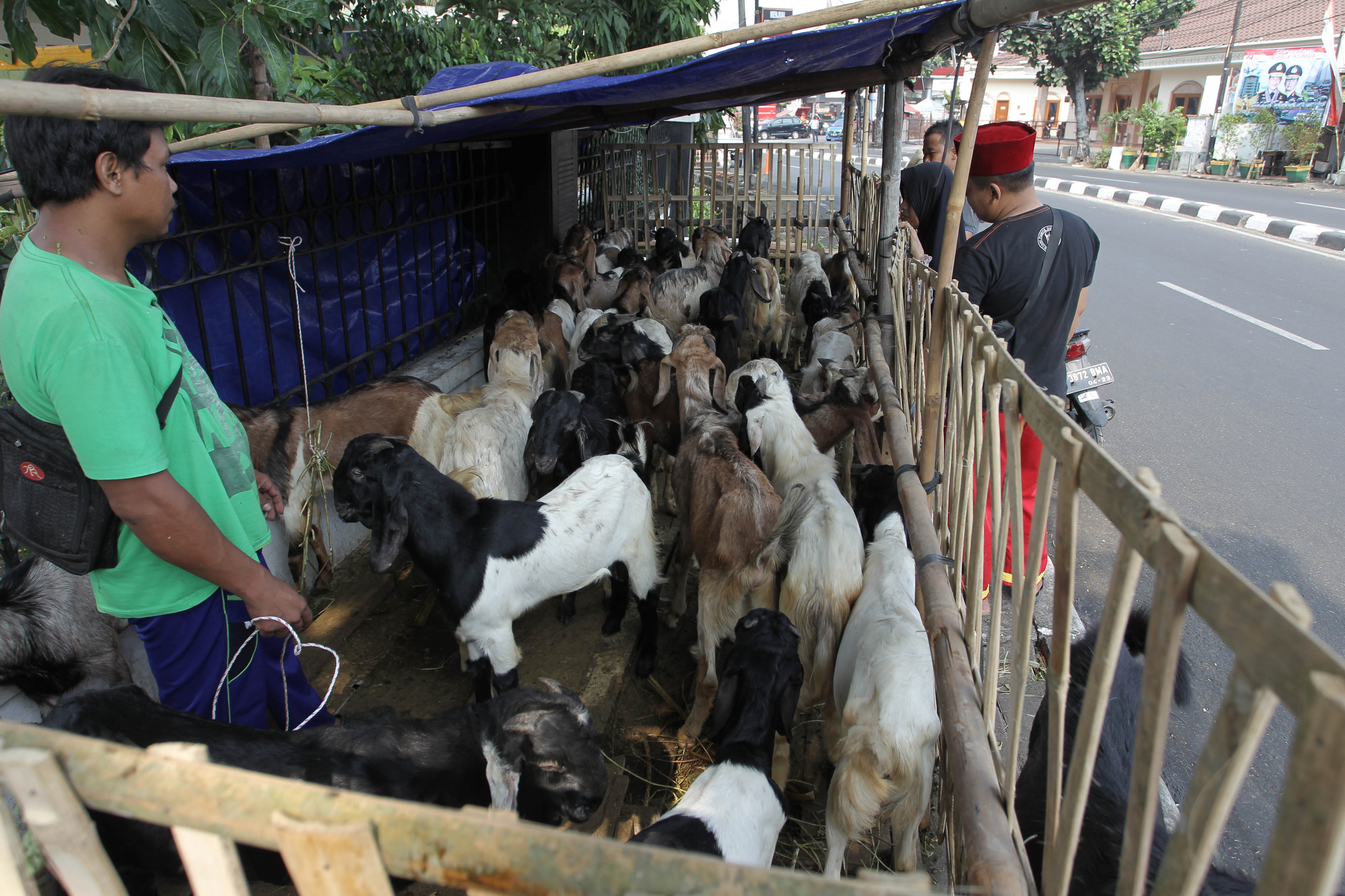  Puluhan Hewan Kurban di Cianjur Tidak Layak