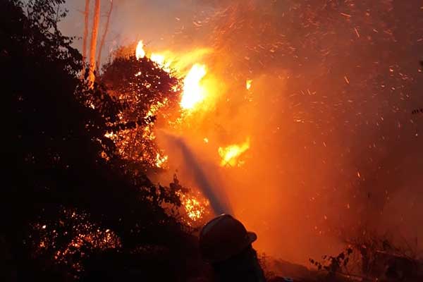 TN Tesso Nilo Terbakar.