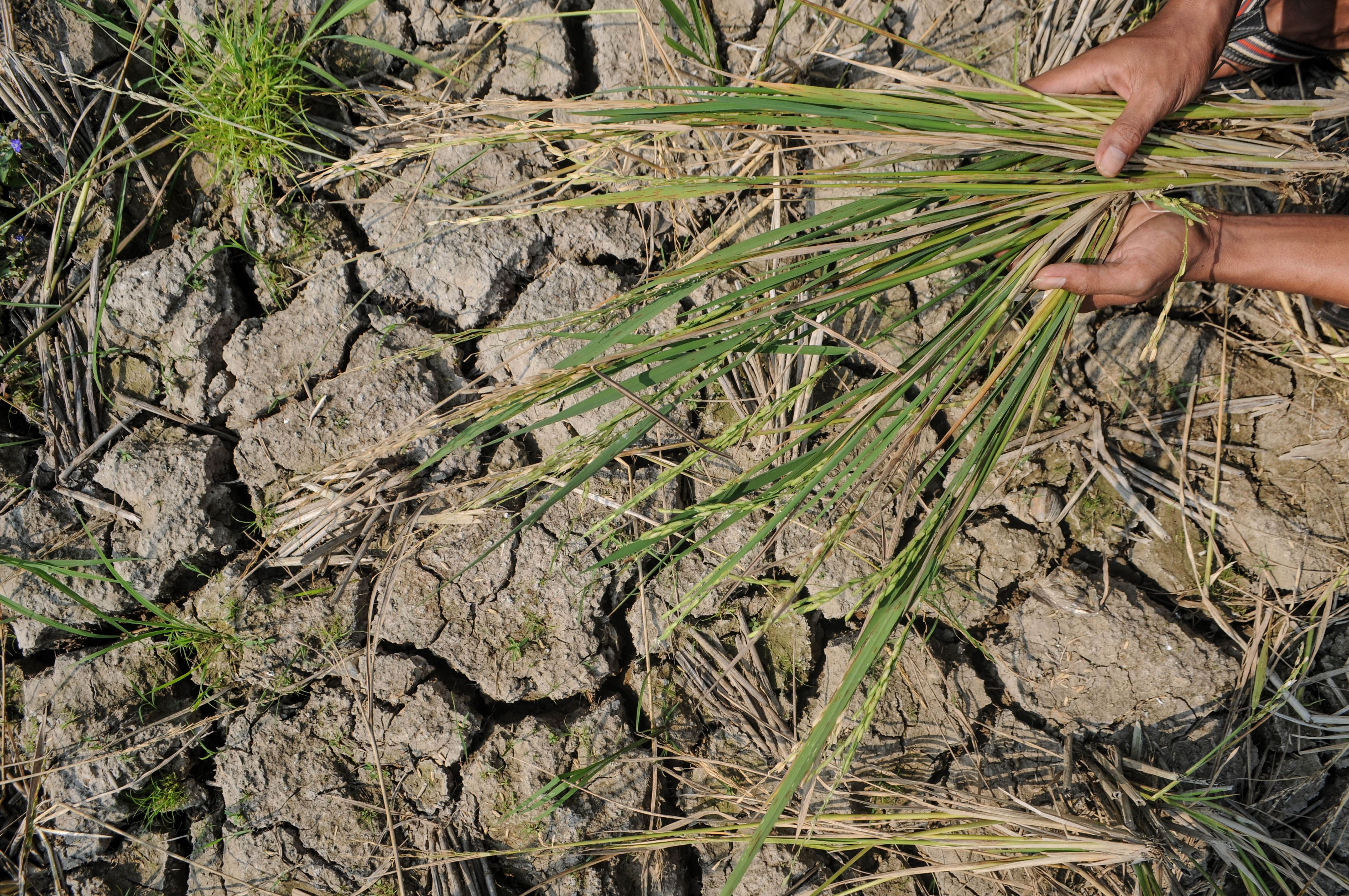 Petani menunjukkan padi gagal panen akibat kekeringan di Lebak, Banten, Kamis (27/6/2019).
