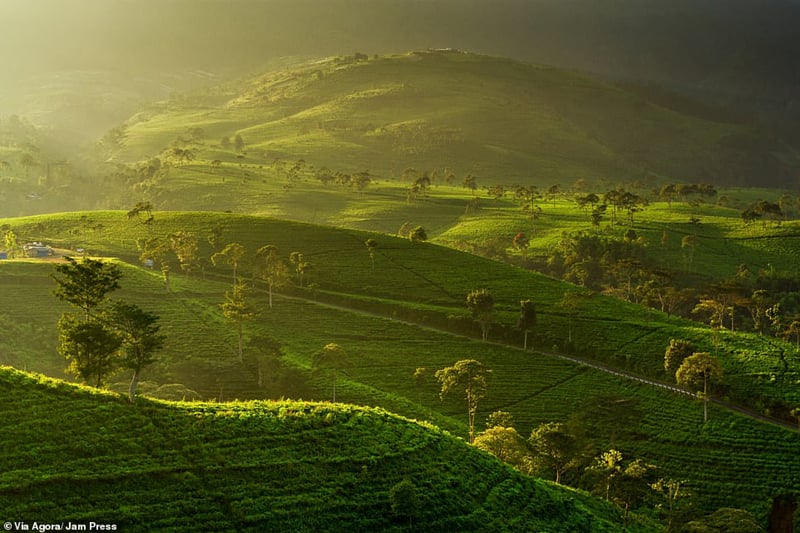 Pemandangan matahari Terbit di atas kebun teh Kemuning di Jawa Tengah milik Gani Prastowo