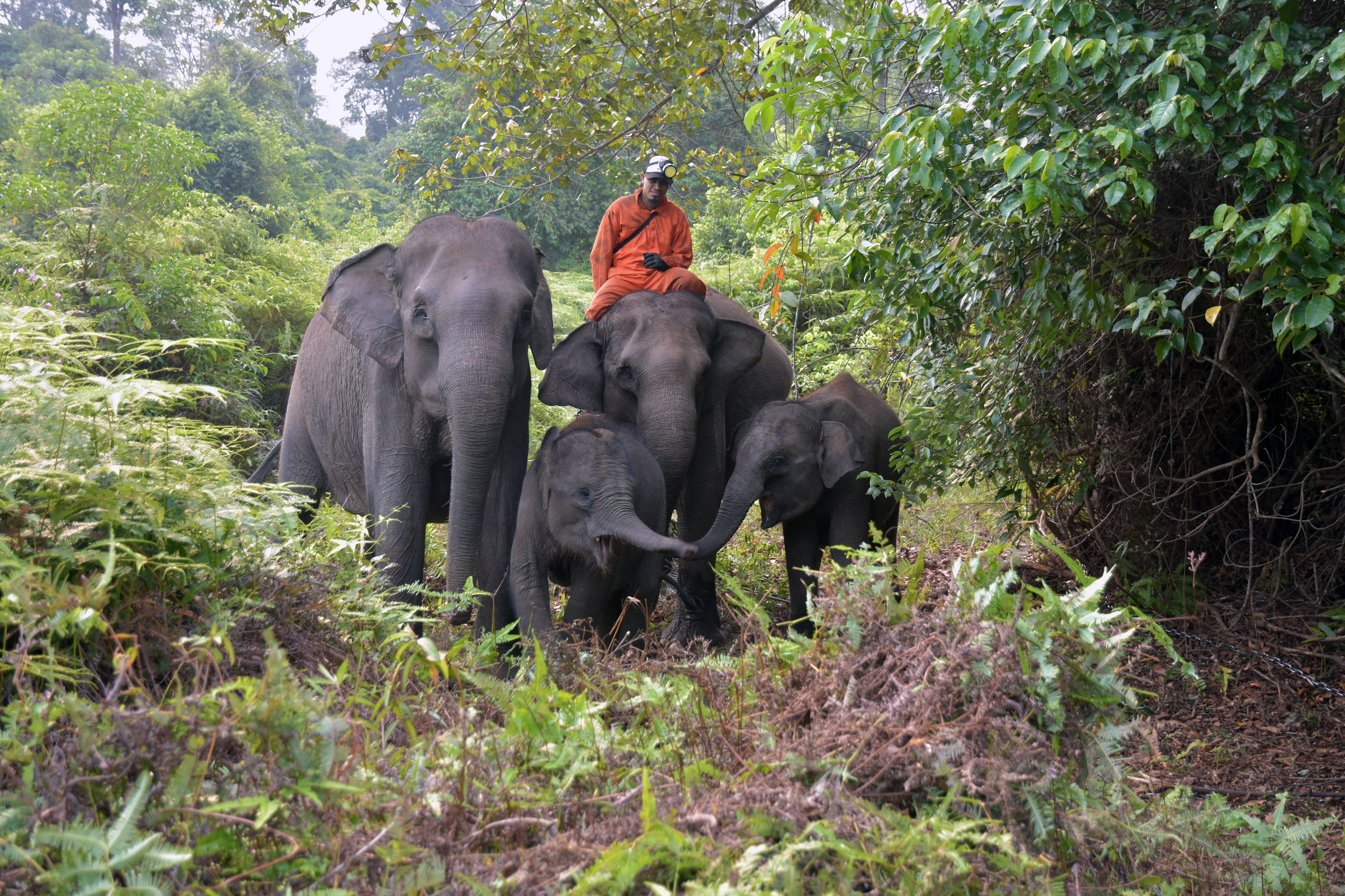Sejumlah Gajah Sumatera jinak binaan dari Tim Flying Squad berjalan di dalam hutan di Taman Nasional Tesso Nilo