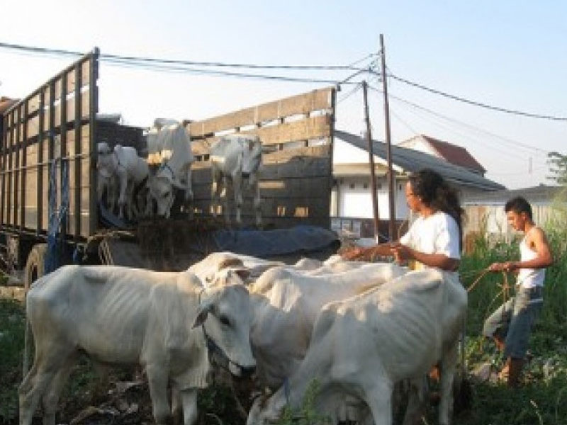 Ilustrasi Truk Pengangkut Sapi.